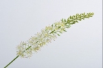 Eremurus 107cm wit